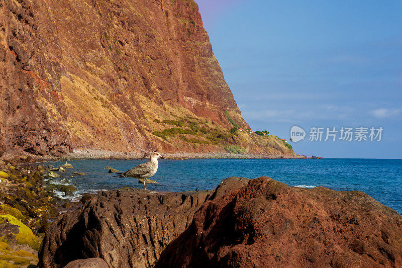 马德拉岛海岸线上的海鸥