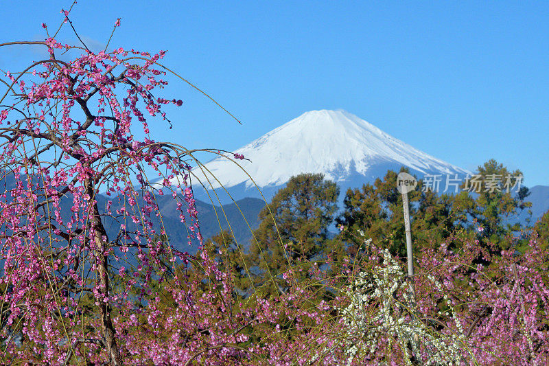 富士山和粉红哭泣梅花