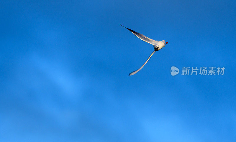 一只戴着冬季羽毛的黑头海鸥飞过丁顿牧场的黑天鹅湖，它的头转向了一个不寻常的角度