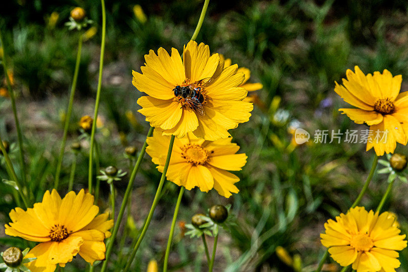 金凤花，蜜蜂在吮吸香甜的蜂蜜