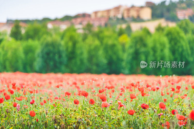 风景优美的托斯卡纳风景与起伏的山丘和山谷在金色的晨光，瓦尔德奥西亚，意大利