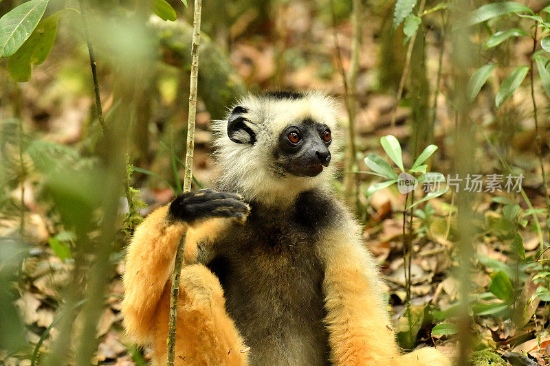 王冠Sifaka