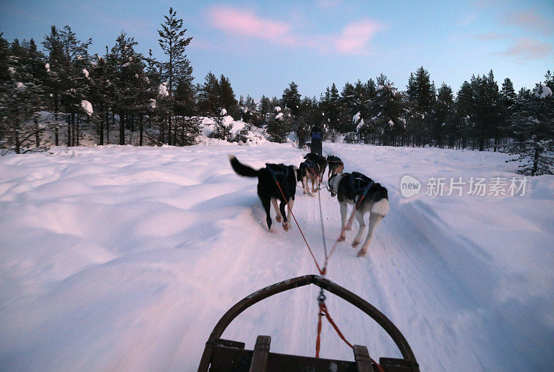 瑞典拉普兰的狗拉雪橇