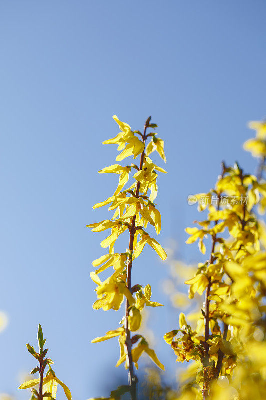 连翘树丛金黄色的春天开花