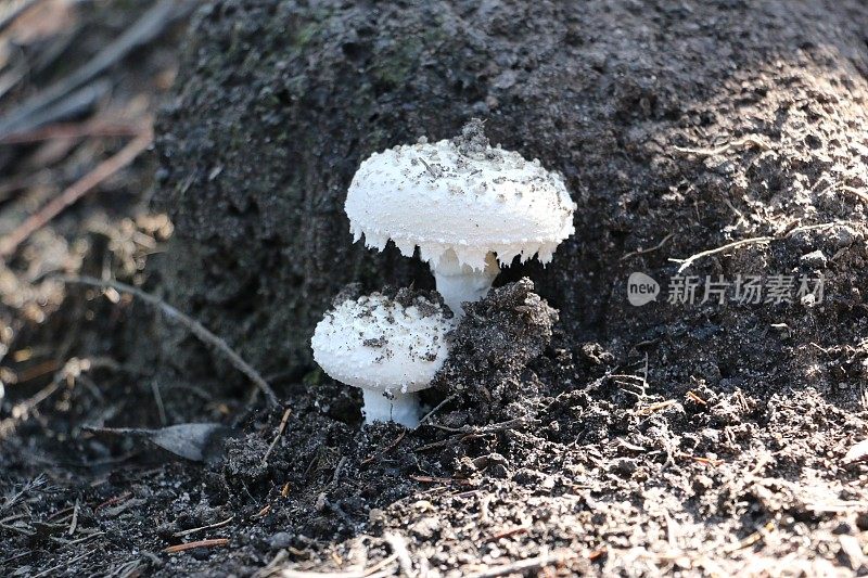 漂亮的白蘑菇在新翻的泥土里