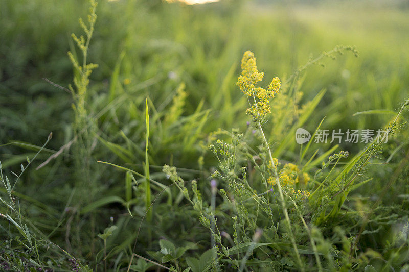 美丽的春日，绿油油的草地上鲜花盛开