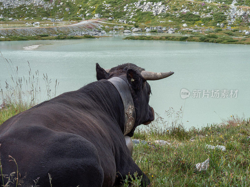 黑奶牛躺在草地上，背靠山脉景观，瑞士