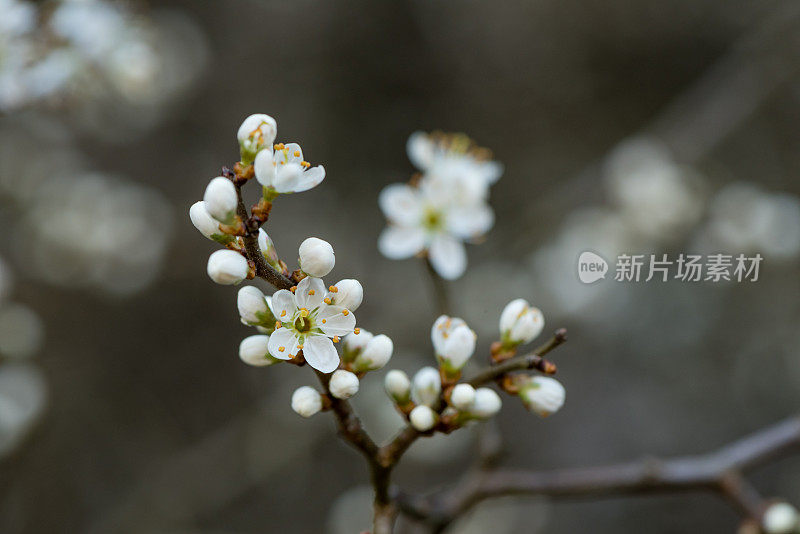 黑刺李花开白色的花