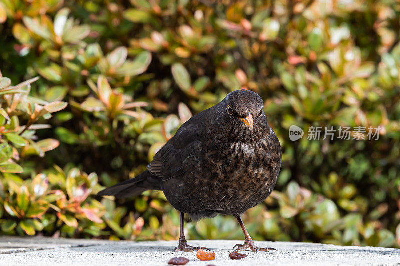 一只雌画眉站在苏格兰花园灌木丛前的一堵墙上