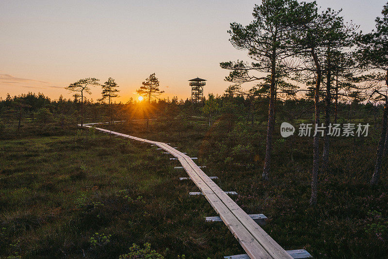 爱沙尼亚沼泽的风景