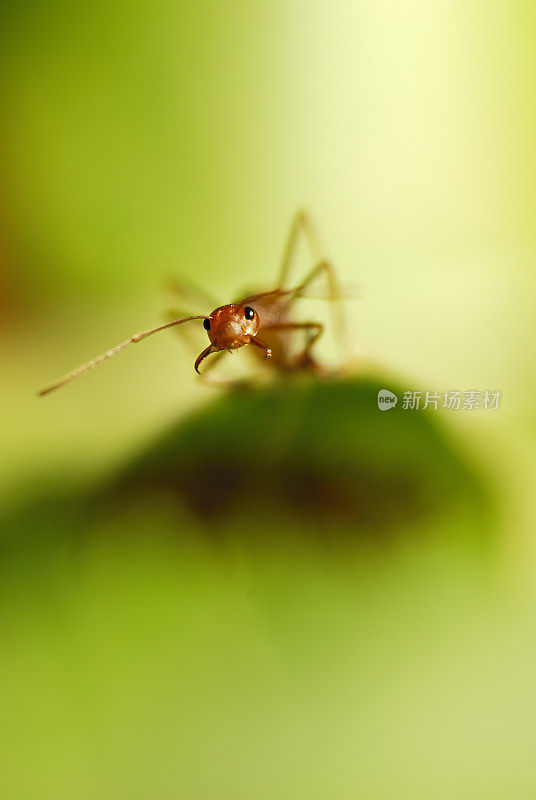 一只红蚂蚁在香蕉叶上