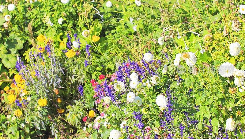 五彩缤纷的花卉自然图案——花坛花园休闲景观