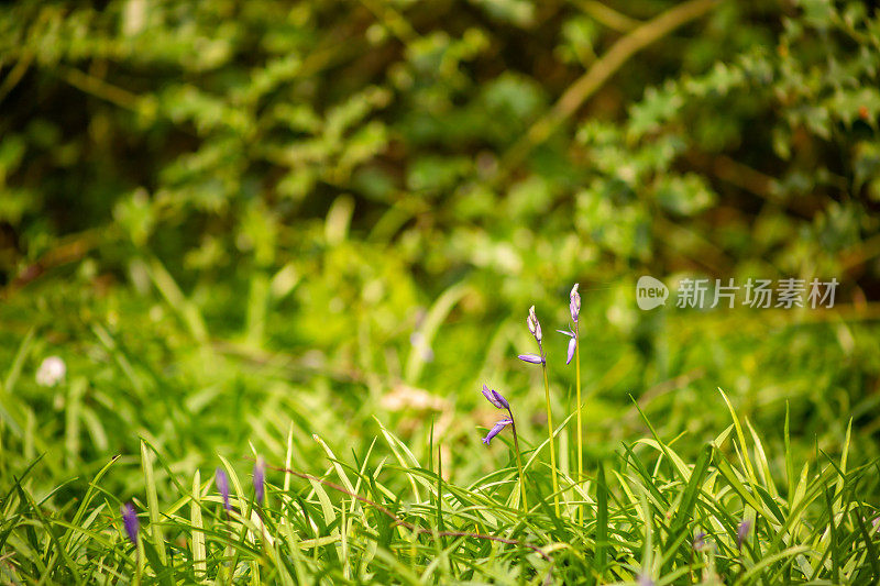 林地野花