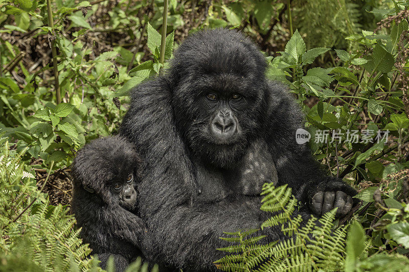 山地大猩猩，白令盖大猩猩，火山国家公园，卢旺达。维龙加山脉。小猩猩抱着它的妈妈。