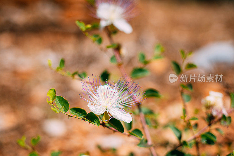 刺山柑植物与花