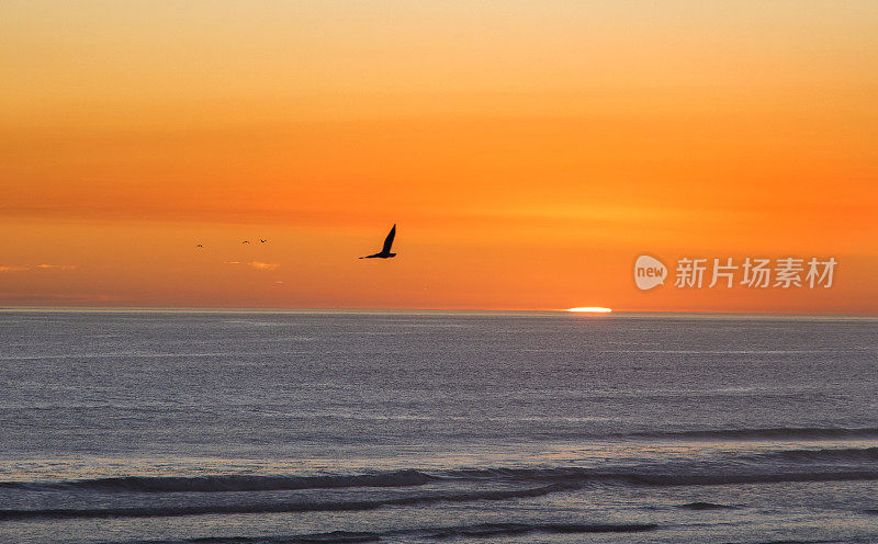 在美丽的日落时分，一只海鸥在海上飞翔。