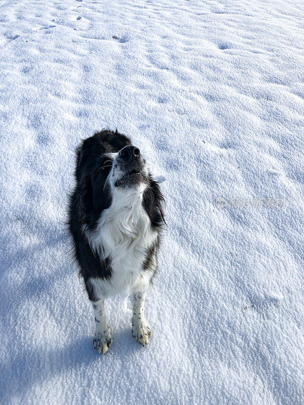 边境牧羊犬在雪地里嚎叫