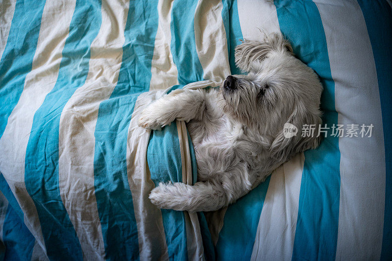 高角度上的狗睡在床上像一个人