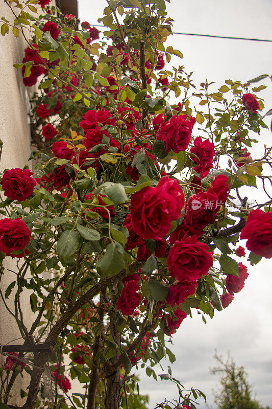 红玫瑰攀上了房子