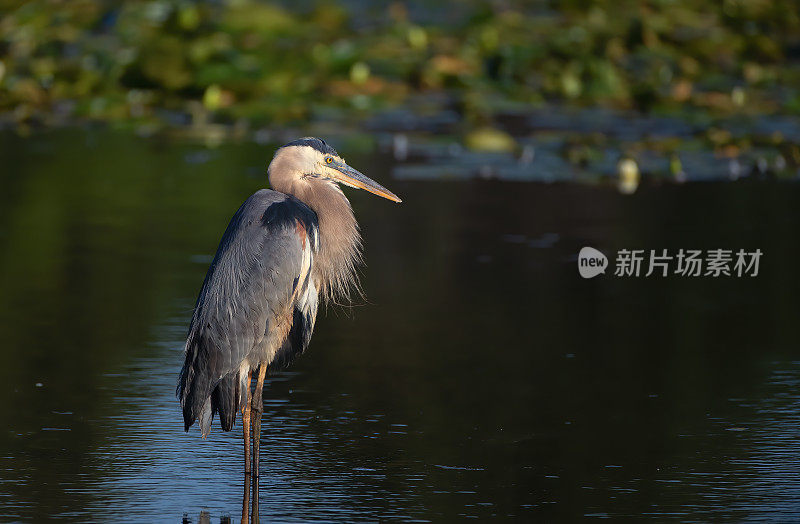 大蓝鹭