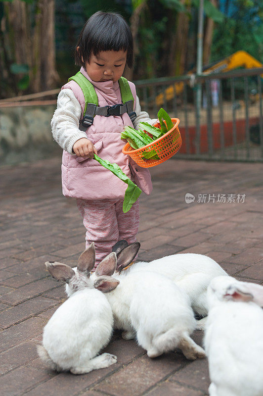 一个亚洲女孩在喂兔子