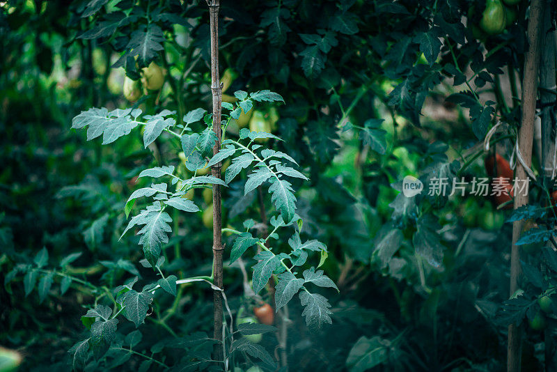 植物和花卉:一个有许多番茄植物的菜园