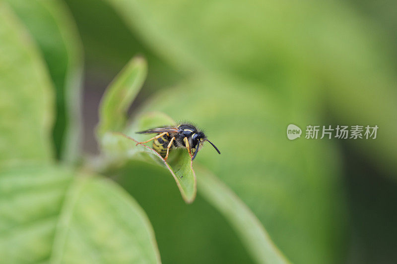 蜜蜂在休息