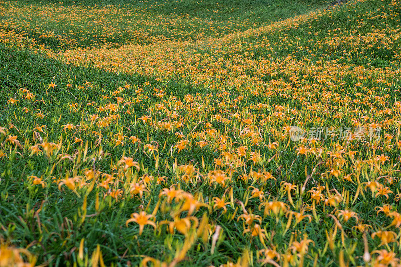 台湾花莲的黄花莲