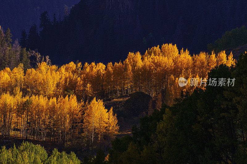 风景秋天颜色白杨树特柳莱德科罗拉多州