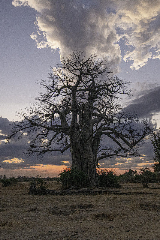 赞比亚南卢安瓜国家公园日落时的猴面包树