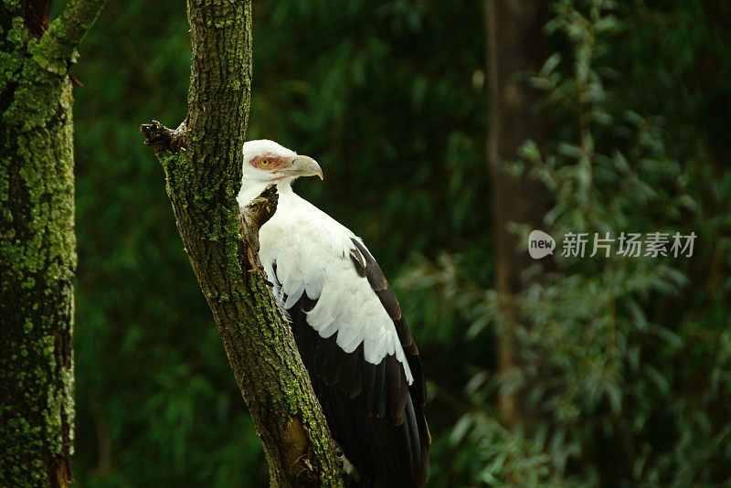 棕榈仁秃鹰。