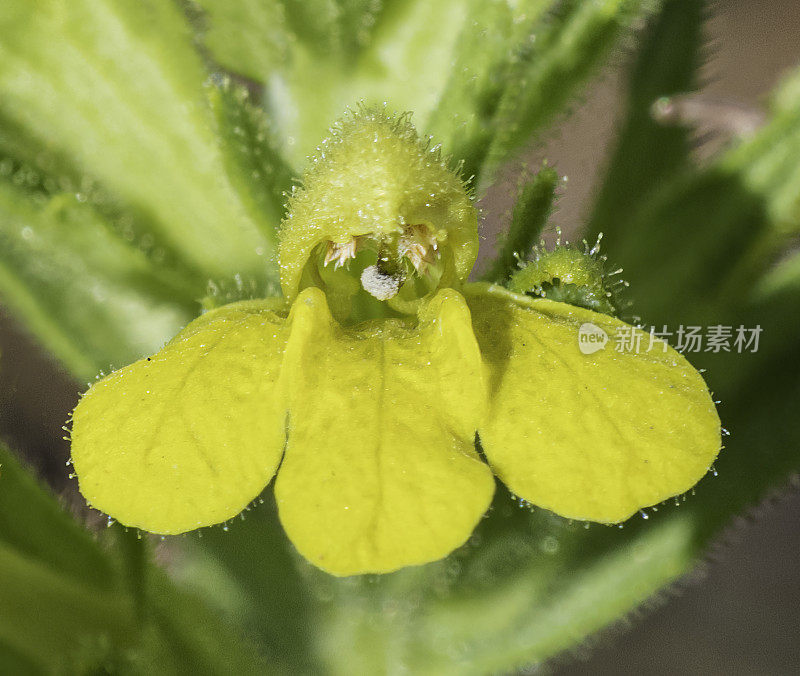 粘胶蕨是洋蓟科的一种开花植物，俗称黄百草和黄腺草。它原产于欧洲，但也可以在其他大陆发现，包括澳大利亚和北美，作为一个