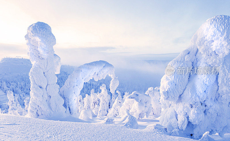 拉普兰自然冬季景观。卢卡山上的松树和云杉覆盖着积雪。