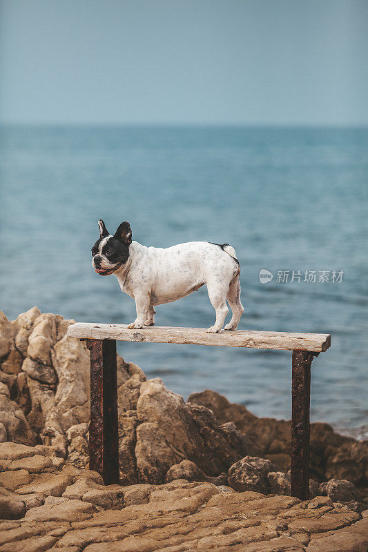 法国斗牛犬在海边摆姿势