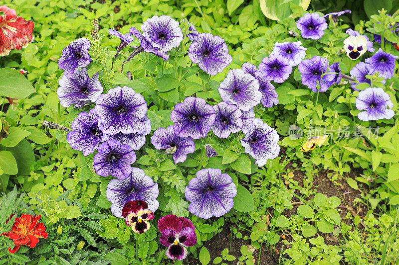 花坛里有紫色的牵牛花和万寿菊