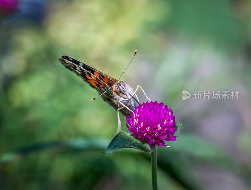 蝴蝶美人，(凡妮莎·卡杜)，凡妮丝·德·夏敦，蝴蝶女郎。Gomphrenia先生。