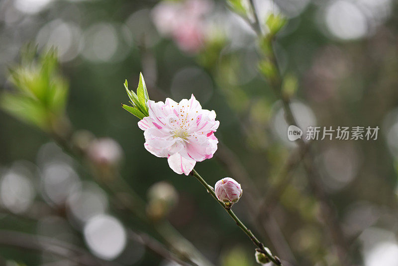 近景桃树花与浅景深的领域