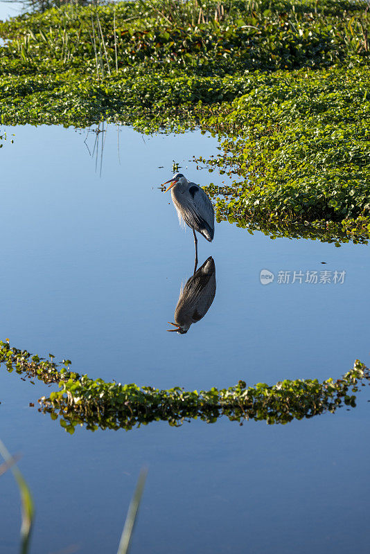 大蓝鹭张开嘴站在水中倒映
