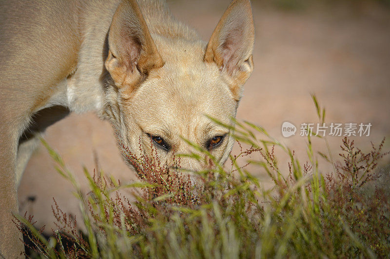 青少年野狗(犬狼疮野狗)