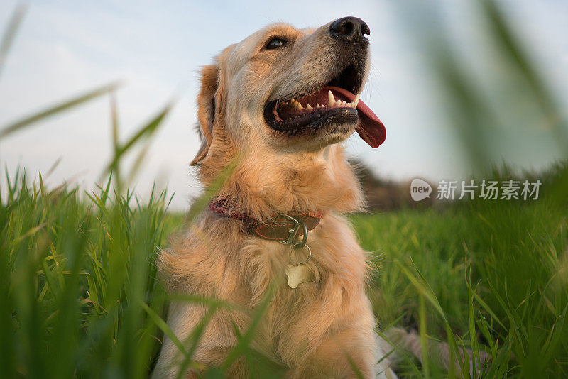 金毛猎犬坐在草地上。