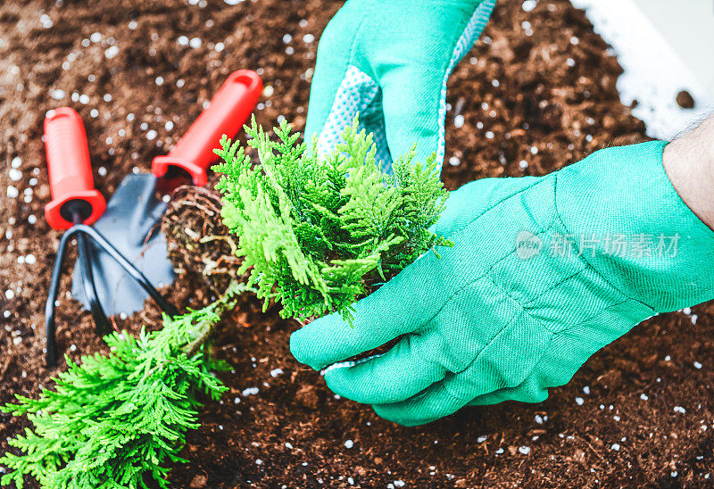 园艺，用手在土壤中种植植物