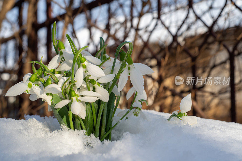 雪花莲从后院的雪中绽放出春天的第一束鲜花