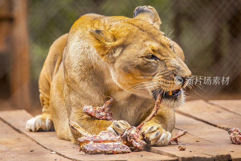 一只母狮喂食。参观内罗毕重要的无保护或受伤动物孤儿院。肯尼亚
