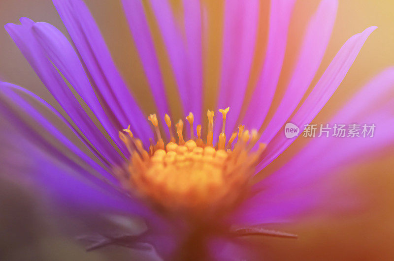 紫花植物特写