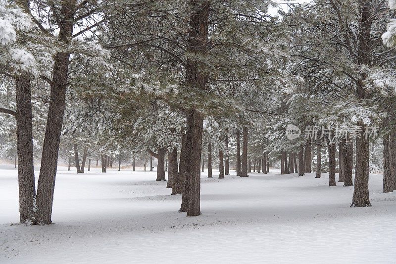 地区公园降雪期间的松树