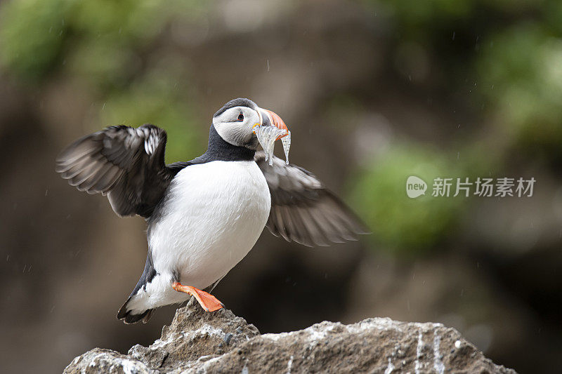 大西洋海雀