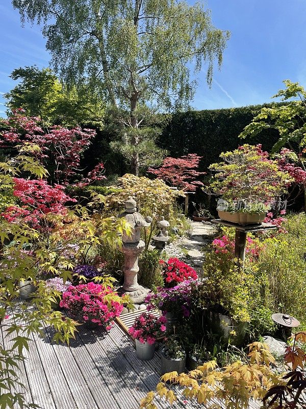 白色的，有槽的木材装饰，盆栽开花植物，绿色修剪草坪，日本枫树，石头灯笼和花园雕像装饰品，清澈的蓝色，阳光灿烂的天空