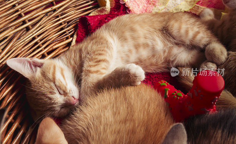 瞌睡的姜小猫在篮子里