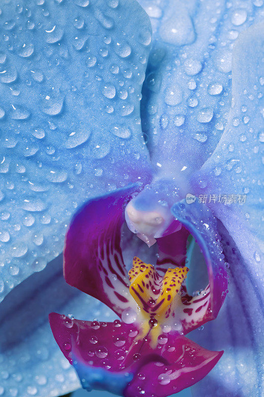 兰花花与雨滴特写