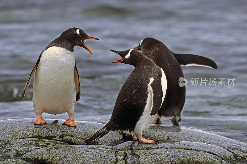 巴布亚企鹅，Pygoscelis巴布亚，汉娜角，利文斯顿岛，南设得兰群岛，南极洲。企鹅目,企鹅科。离开黑色的石滩，进入大海。